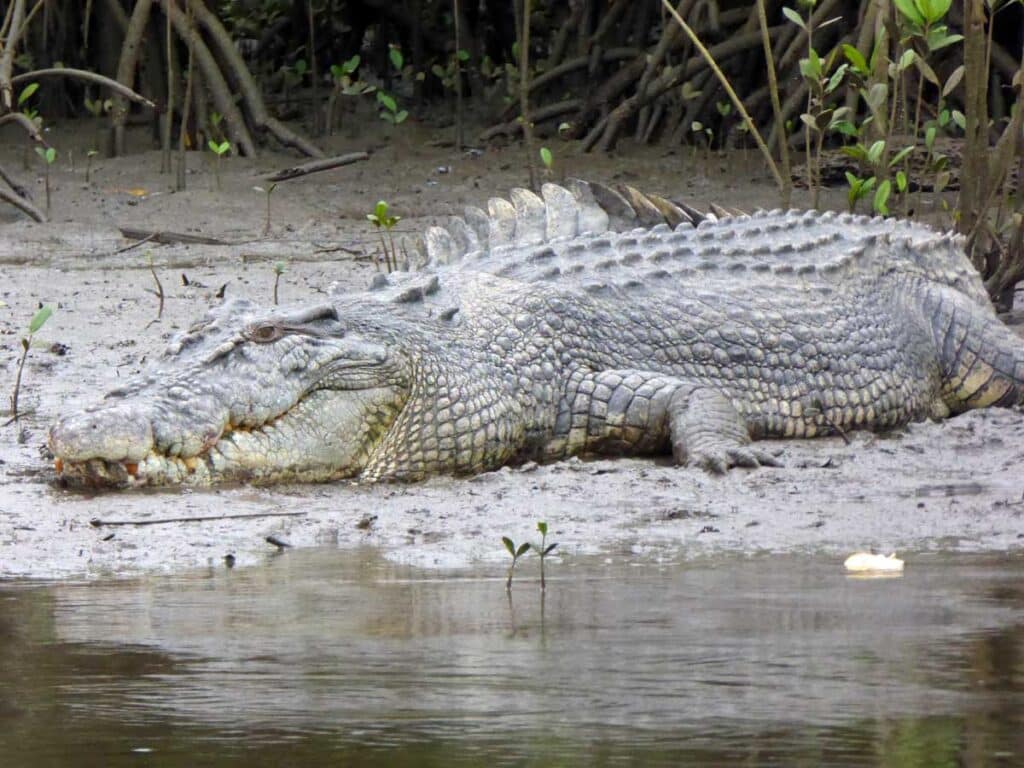 A saltwater crocodile, as spotted on the Daintree River near Cairns, Queensland.
