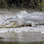 A saltwater crocodile, as spotted on the Daintree River near Cairns, Queensland.