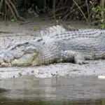 A saltwater crocodile, as spotted on the Daintree River near Cairns, Queensland.
