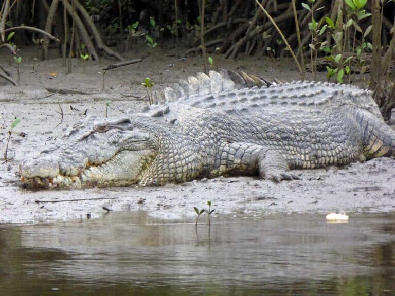 A saltwater crocodile, as spotted on the Daintree River near Cairns, Queensland.