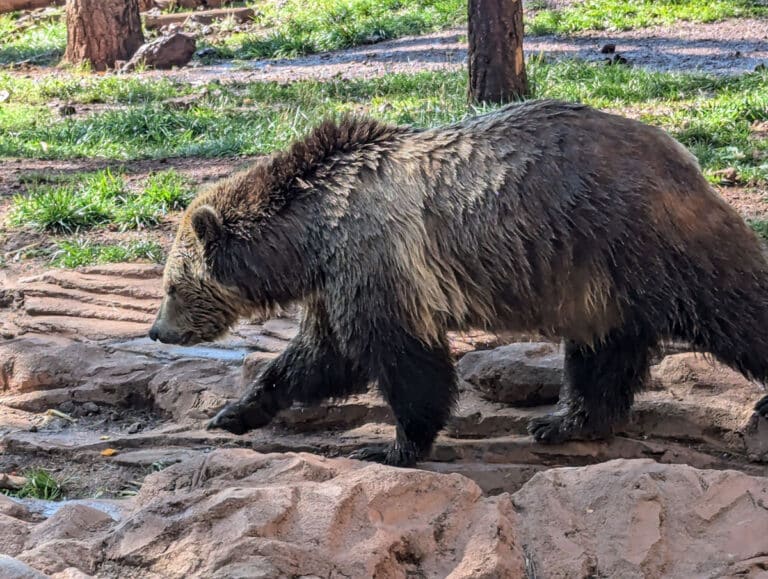 Bear at Bearizona in Williams, Arizona.