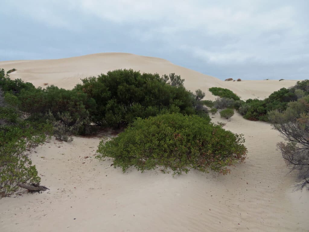 The sand dunes at Fowlers Bay, South Australia.