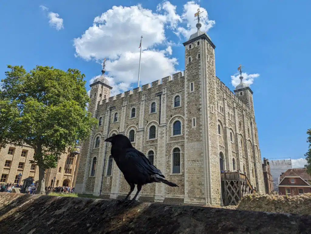 A raven at the Tower of London.