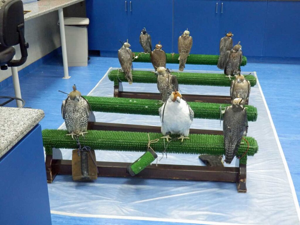 Patients inside the Abu Dhabi Falcon Hospital.