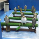 Patients inside the Abu Dhabi Falcon Hospital.