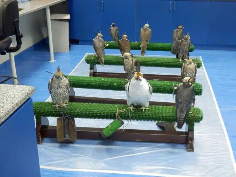 Patients inside the Abu Dhabi Falcon Hospital.