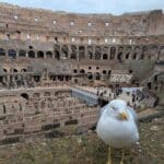 Seagull in the Colosseum, Rome.