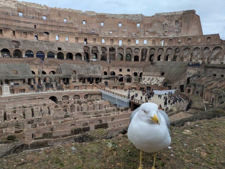 Seagull in the Colosseum, Rome.