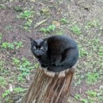Cat in the Largo di Torre Argentina, Rome.