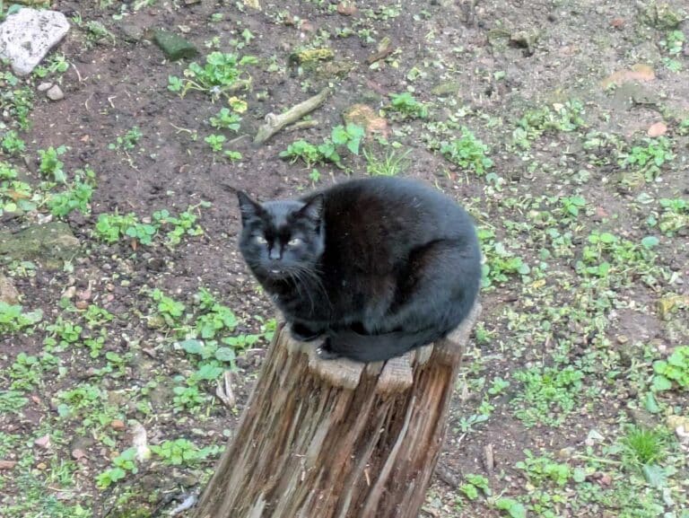 Cat in the Largo di Torre Argentina, Rome.