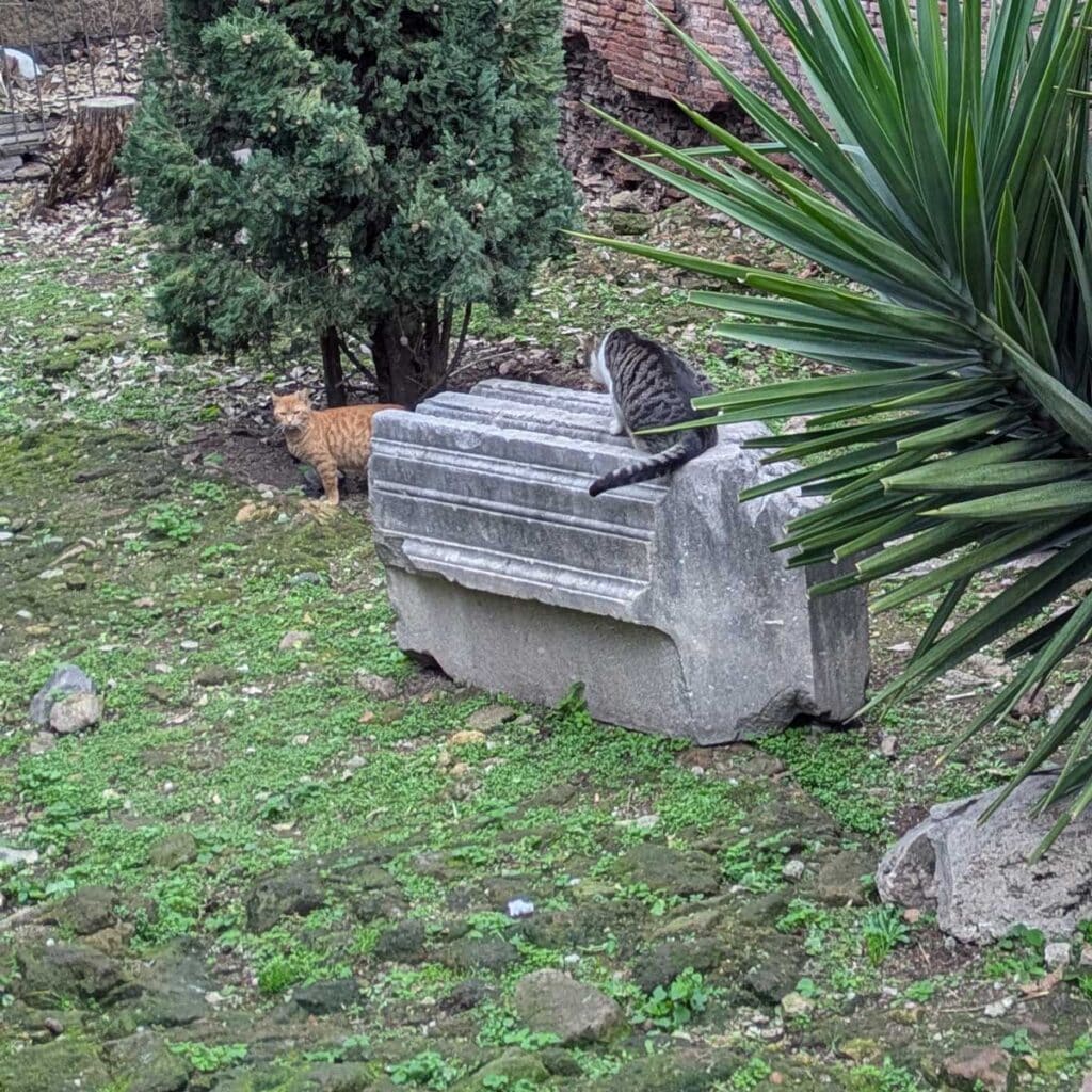 More cats in Rome's Largo di Torre Argentina.
