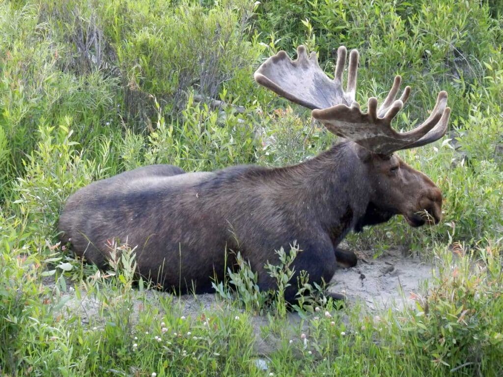 A moose on the bank of the Snake River in Grand Teton National Park.