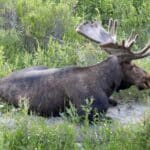 A moose on the bank of the Snake River in Grand Teton National Park.