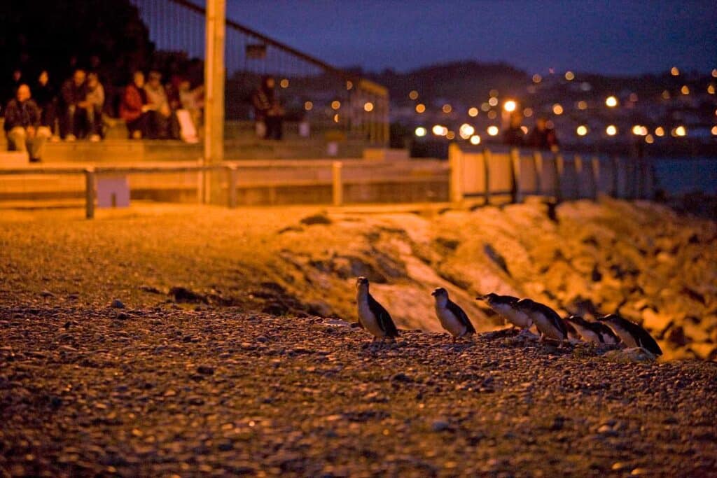Penguins arriving at the Oamaru blue penguin colony, New Zealand.