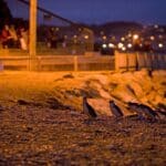 Penguins arriving at the Oamaru blue penguin colony, New Zealand.