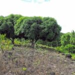 The Pulamelei Mound on Savai'i, Samoa.