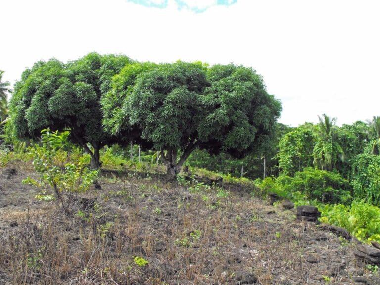 The Pulamelei Mound on Savai'i, Samoa.