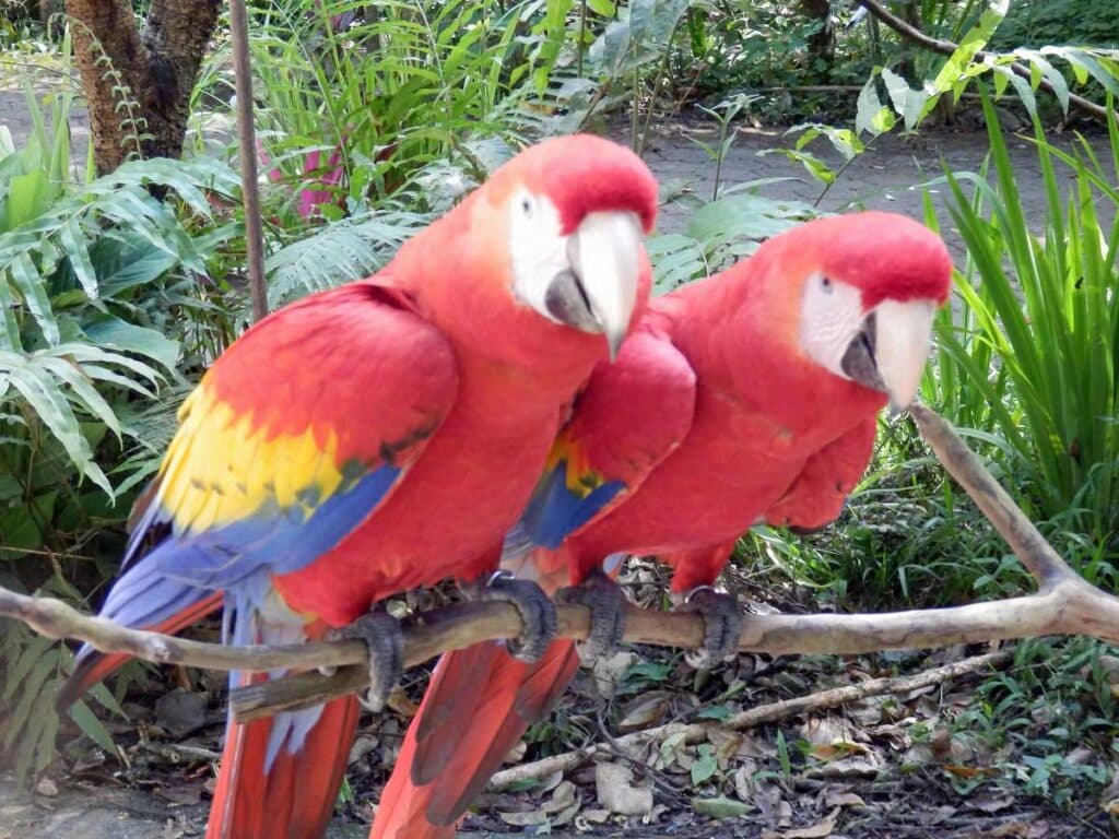 Scarlet macaws in Copán, Honduras.