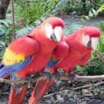 Scarlet macaws in Copán, Honduras.