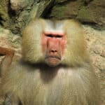 Baboon at Singapore Zoo.