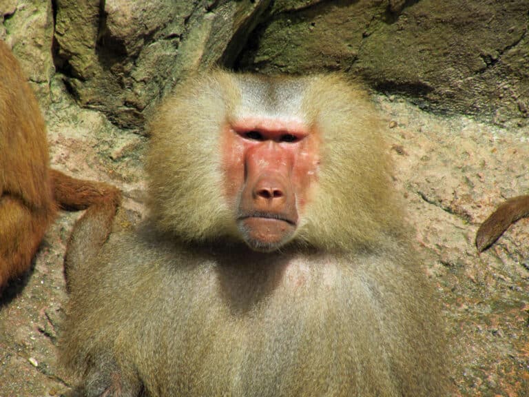 Baboon at Singapore Zoo.