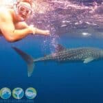 Swimming with a whale shark on the Ningaloo Reef, Western Australia.
