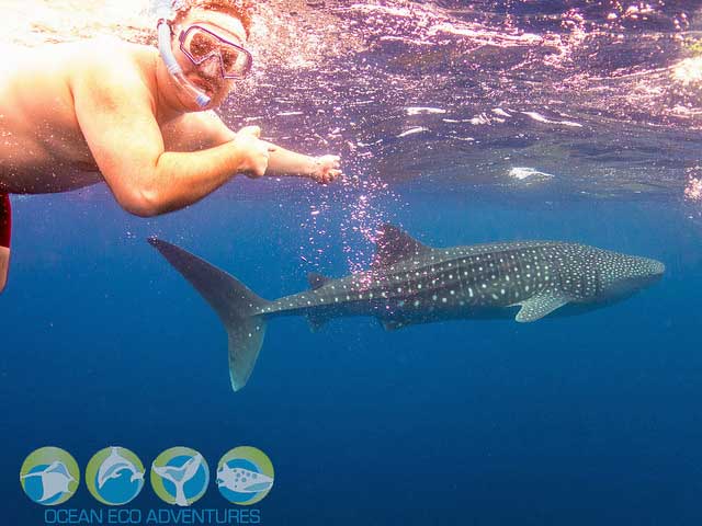 Swimming with a whale shark on the Ningaloo Reef, Western Australia.