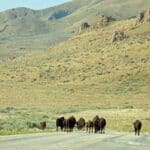 Bison roaming in the road on Antelope Island, Utah.