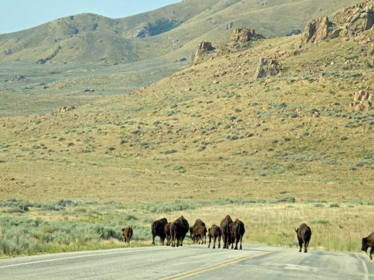 Bison roaming in the road on Antelope Island, Utah.