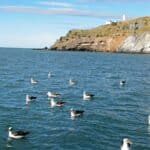 The Taiaroa Headland in New Zealand.