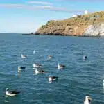 The Taiaroa Headland in New Zealand.