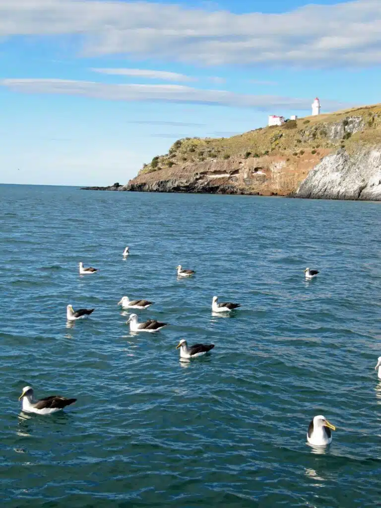 The Taiaroa Headland in New Zealand.