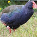 A takahe.