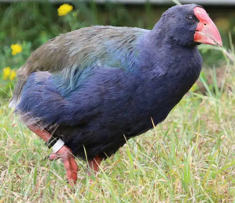 A takahe.