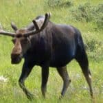 Moose in Grand Teton National Park, Wyoming.