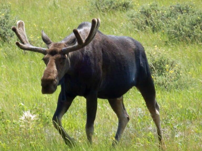 Moose in Grand Teton National Park, Wyoming.
