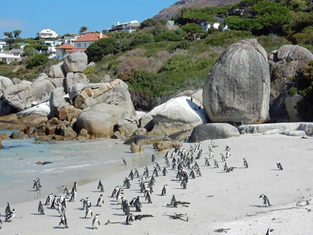 Penguins on Boulders Beach, Cape Town.