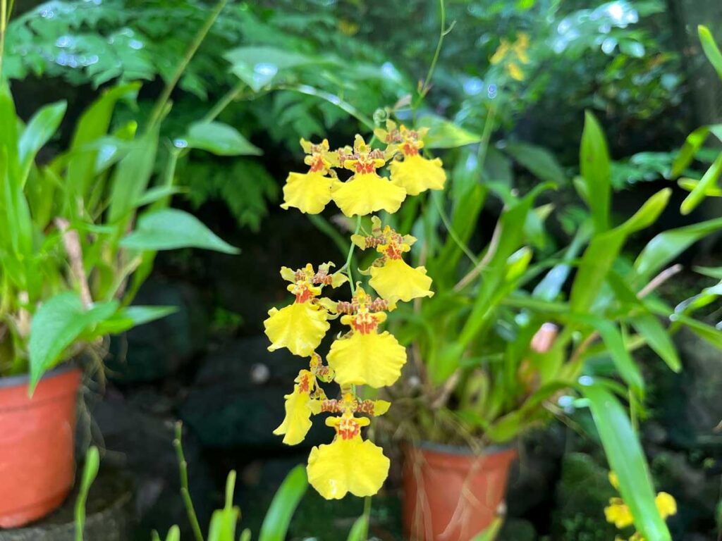 Orchid at the Garden of the Sleeping Giant, Fiji.
