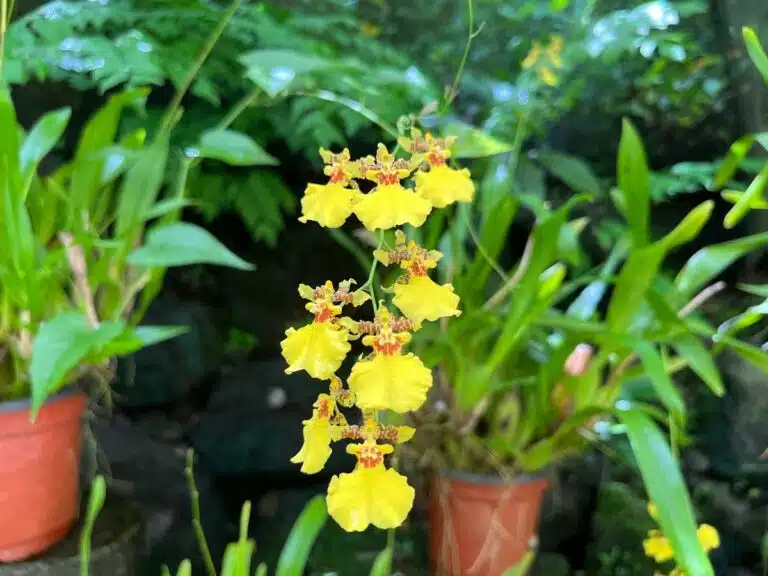 Orchid at the Garden of the Sleeping Giant, Fiji.