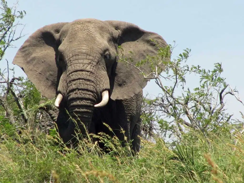 Elephant in Hluhluwe-Imfolozi Park.