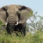 Elephant in Hluhluwe-Imfolozi Park.