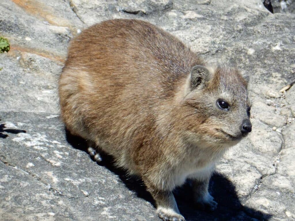 A dassie on Table Mountain, Cape Town.