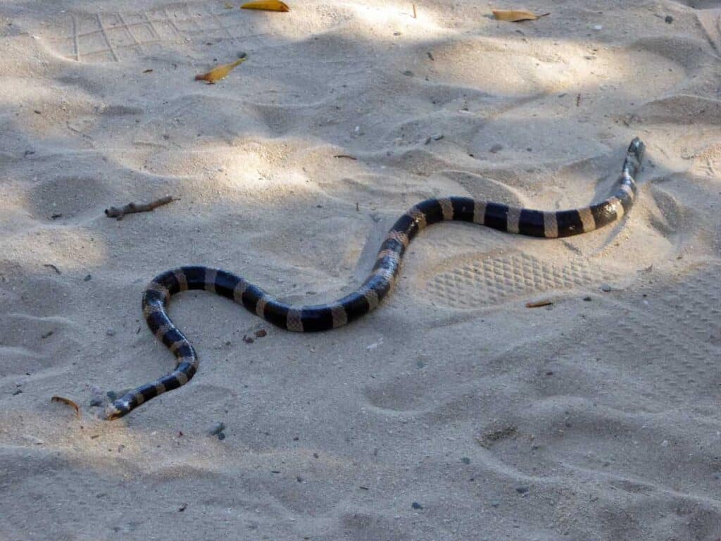 A tricot rayé on Amedee Island, New Caledonia.