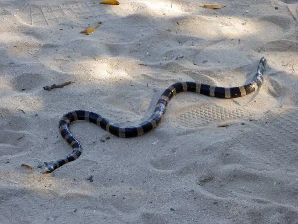 A tricot rayé on Amedee Island, New Caledonia.