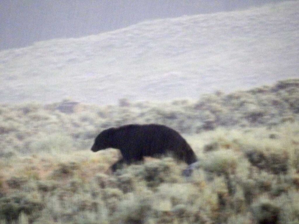 A bear in Yellowstone National Park's Lamar Valley.