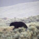 A bear in Yellowstone National Park's Lamar Valley.