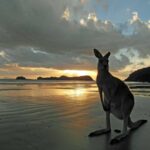 A kangaroo on the beach at Cape Hillsborough, Queensland.