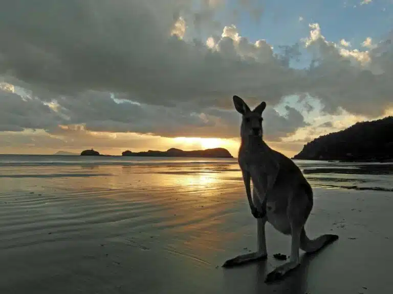 A kangaroo on the beach at Cape Hillsborough, Queensland.