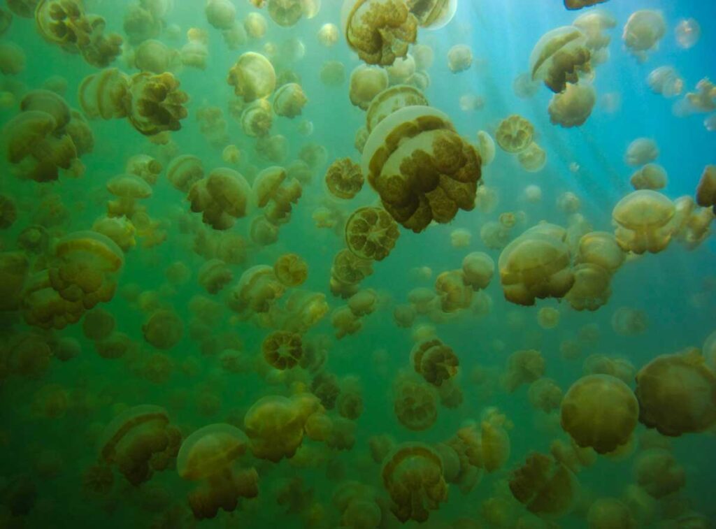 The scene in Palau's Jellyfish Lake.