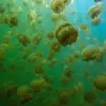The scene in Palau's Jellyfish Lake.
